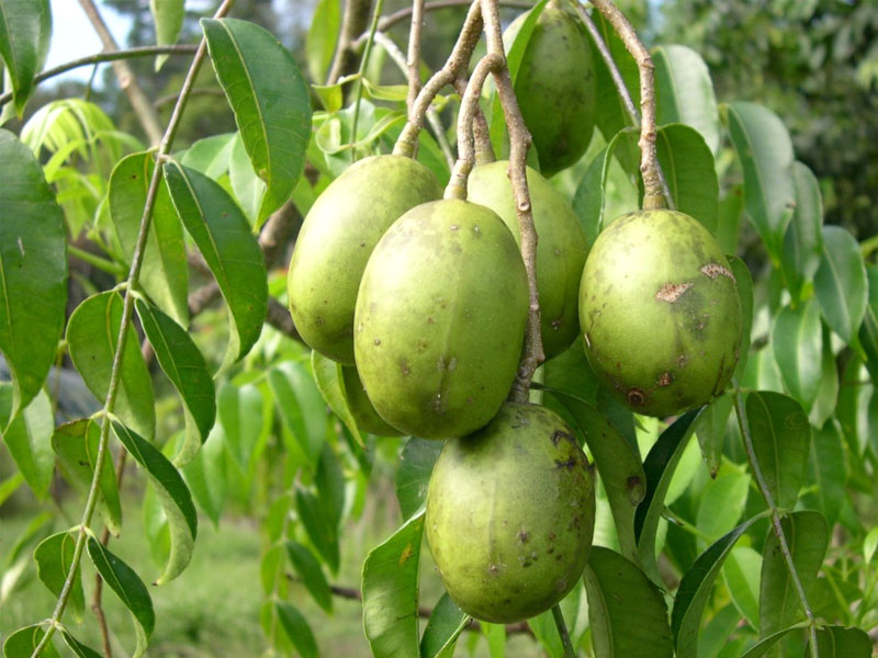 MANFAAT BUAH KEDONDONG ~ berbagi