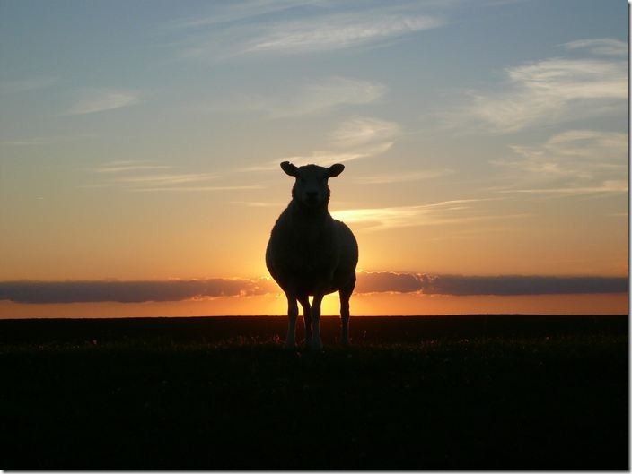 L'interprétation des rêves en Islam sur le mouton.