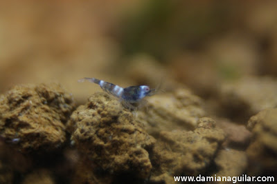 Caridina cf cantonensis 'Panda'