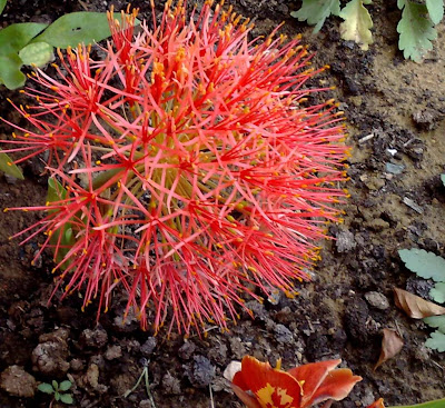 cây hồng tú cầu