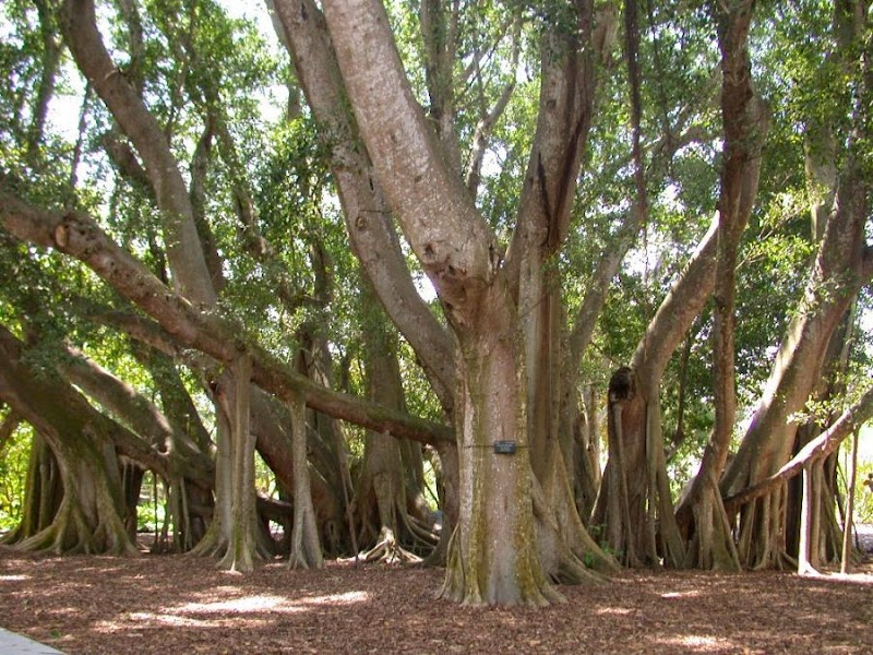 Trend Terbaru Pokok