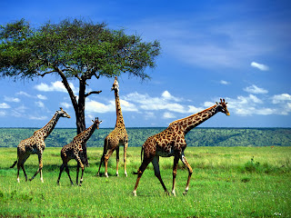 Giraffe Wallpaper