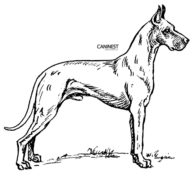 Dog Color Pages Printable  Dog Breed Coloring Pages 