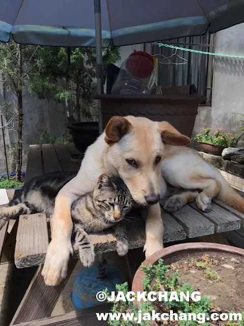 Dog and cat