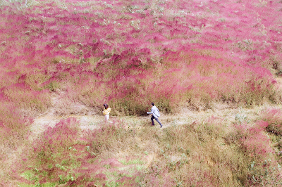Đồi cỏ lau đỏ ở khu vực Hồ Tuyền Lâm trông như một bức tranh. Ảnh: Nguyễn Khắc Tùng