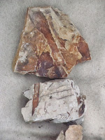 Leaf fossil specimens from the Badlands near Fort Peck, Montana