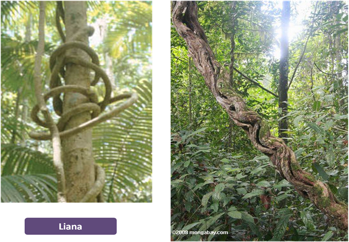 Biology Environmental of Science HUTAN TROPIKA BASAH