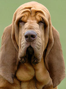 Bloodhound Poster of Dog