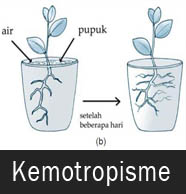 Gerak Kemotropisme