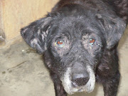 This is heartbreaking we can not abandon a dog in such need. (black dog )