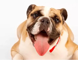 Unique Qualities of Bulldog, How to Name your new Bulldog