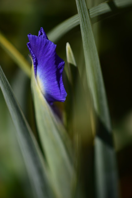 dutch iris, blue magic, small sunny garden, desert garden, garden bloggers bloom day, amy myers, spring bulbs