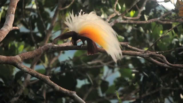 National Geographic Bird Of Paradise