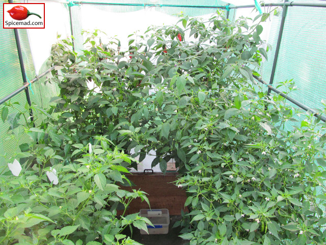 Chilli Plants in the Greenhouse - 7th August 2013