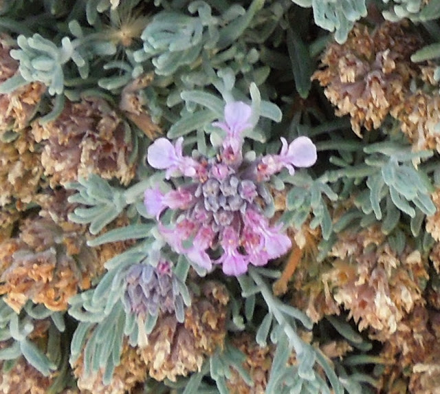 Tansy and Fruity Teucrium Can be Garden Friends