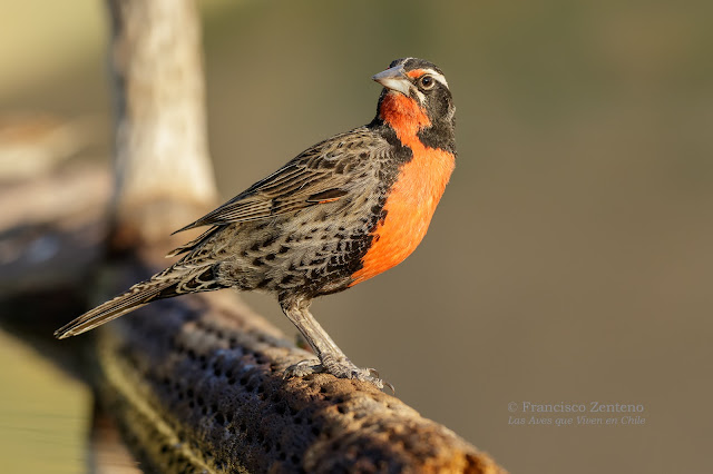 Resultado de imagen de aves por el cielo