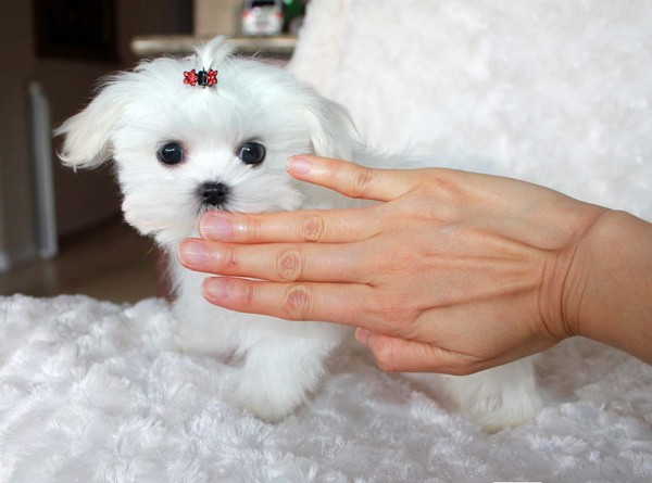 Micro Teacup Maltese Puppies For Sale Near Me