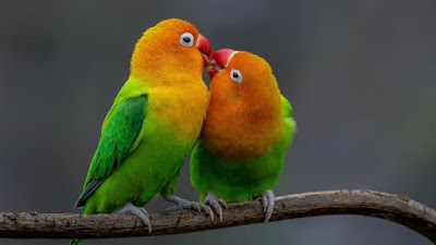 Burung love bird sebagai hewan peliharaan