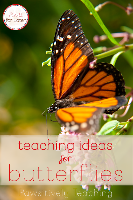 Butterfly Teaching Ideas: A Collection of Teaching Ideas for Butterflies to Use in Your Primary Classroom Includes a FREEBIE