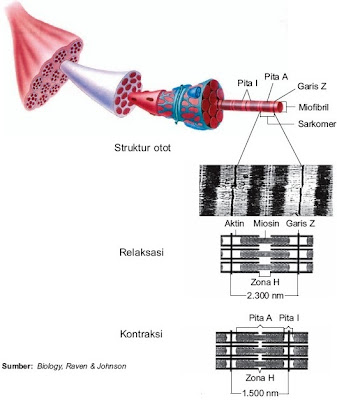 Perbedaan posisi aktin dan miosin saat relaksasi dan kontraksi