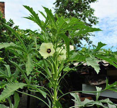 A foto mostra um lindo e viçoso pé de quiabeiro com flores e quiabos.