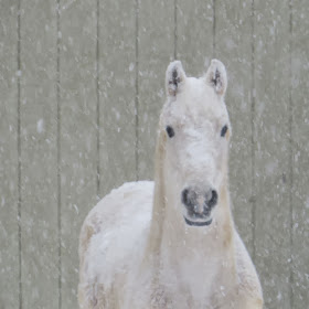 horse in snow