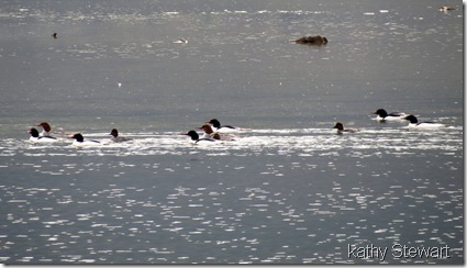 Mergansers and Goldeneye