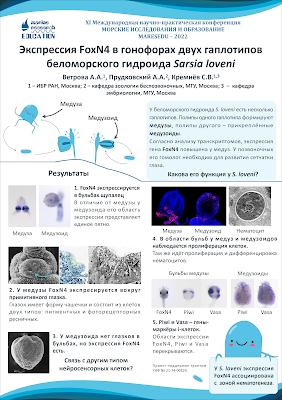 Poster on hydrozoan development written in Russian.