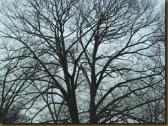 IMG_0855