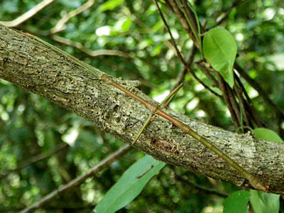 Stick Insect (Order Phasmatodea)