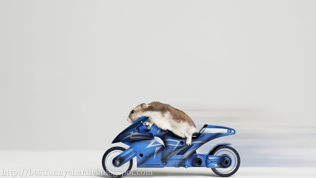 Turbo hamster.