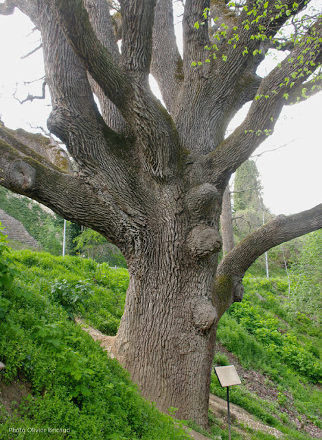 arbres remarquables de Provence, Vaucluse, Grambois, photo Olivier Bricaud