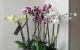 orquideas-phal