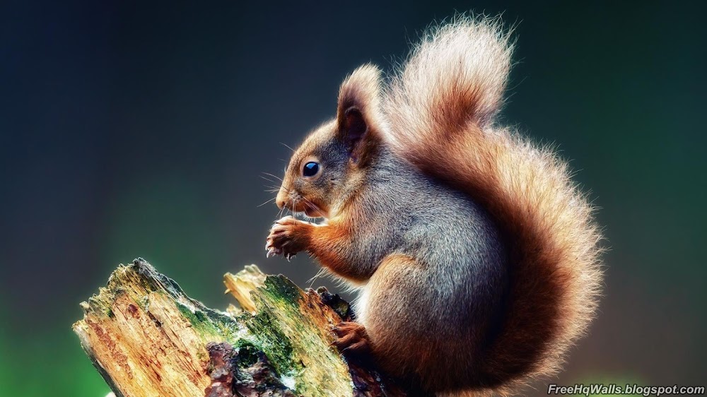 Amazing Squirrel Wallpaper