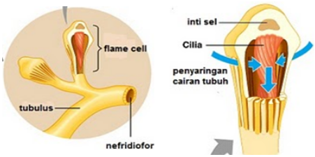 Platyhelminthes