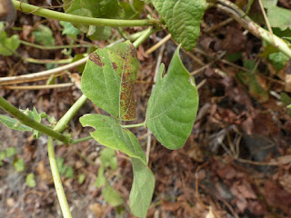 Haricot de Lima - Phaseolus lunatus - Haricot du Cap - Pois du Cap