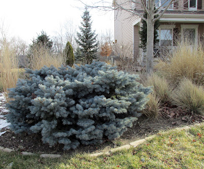 Dwarf globe Colorado blue spruce