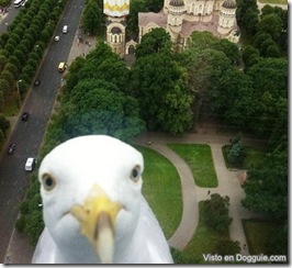 funny-animals-11