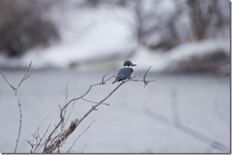 20110310_birding2_800_4537