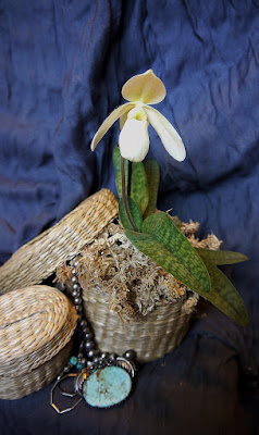 Paphiopedilum Deperle hybrid orchid care and culture