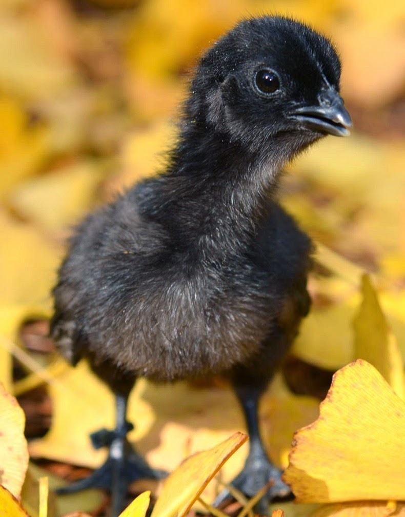 ayam-cemani-6 ayam-cemani-6