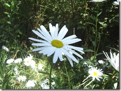 daisies