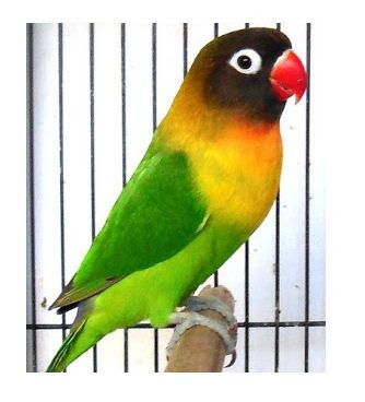 Jenis Lovebird Dakocan