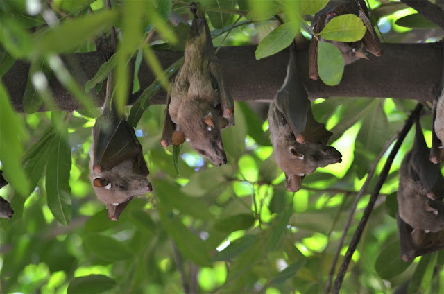 Bats at #Satara Rest Camp @SANParksKNP @SANParks #KrugerNationalPark #SouthAfrica