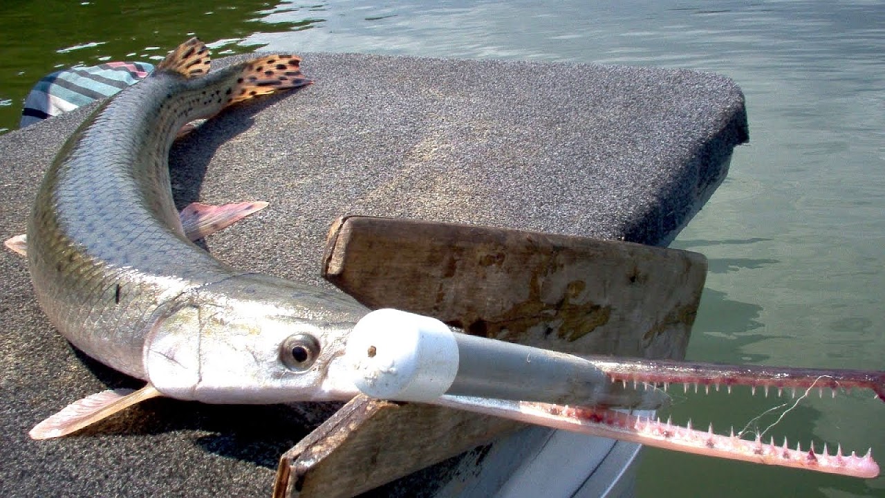 Bluegill - Fishing Lake Lanier