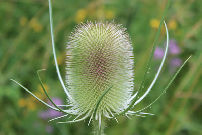 Grote Kaardenbol - Kaarde - Dipsacus fullonum