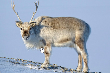 Reindeer/Kerbau Svalbard (Rangifer tarandus platyrhynchus)