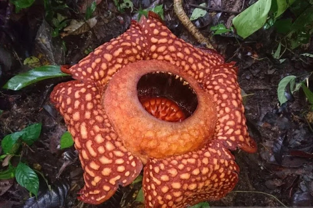 Bunga Rafflesia Arnoldi Bermekaran di Hutan Saniangbaka, Solok