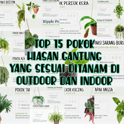 TANAMAN HIASAN GANTUNG, TANAMAM HIASAN DI OUTDOOR, TANAMAN HIASAN DI INDOOR, POKOK HIASAN GANTUNG, TIPS, TIPS DEKO-DEKO