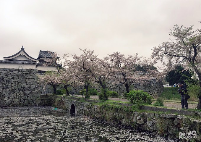 Cherry tree "sakura" at Maizuru park, Fukuoka